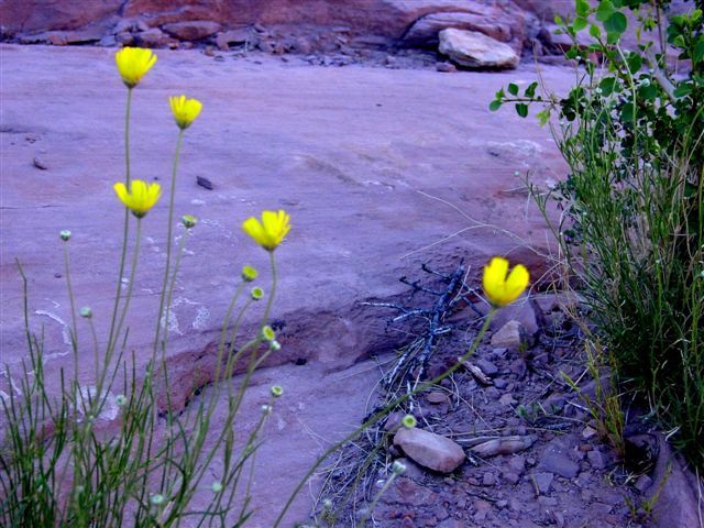 MoabFlowers (1186)